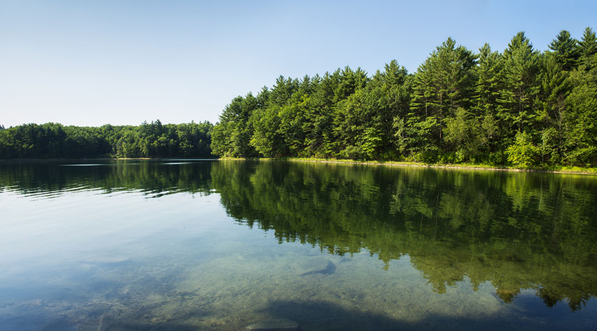 The pond on a summer day, Walden Pond 2013