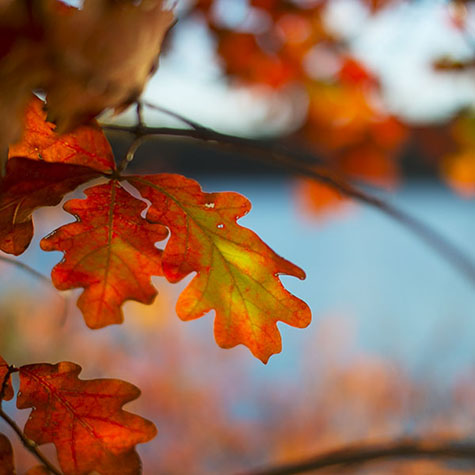 Red oak leaves, Walden Pond 2013