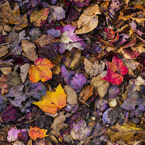 Fallen leaves in autumn, Walden Pond 2013