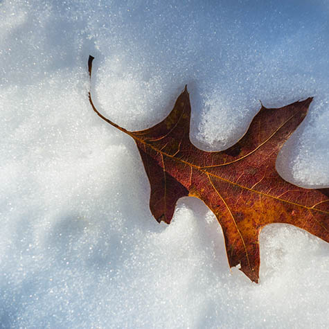 Oak leaf, winter, Walden Pond 2013