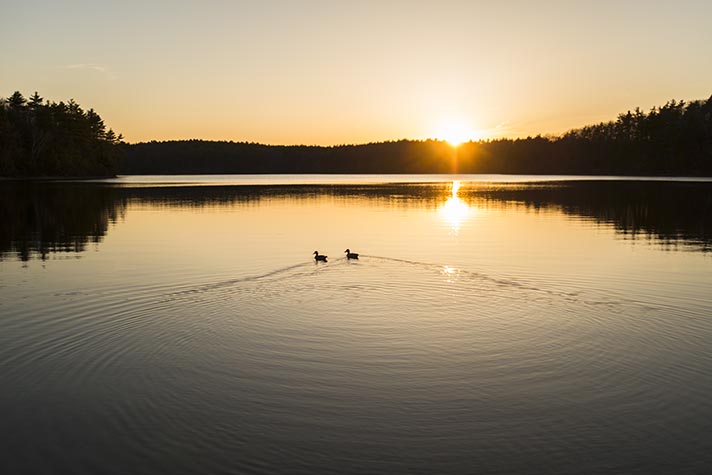 Ducks at sunset, Walden Pond 2013