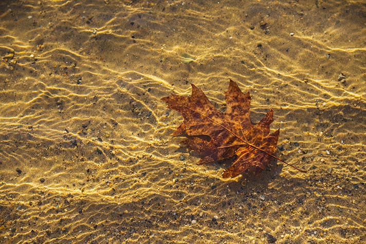 Floating leaf, Walden Pond 2013