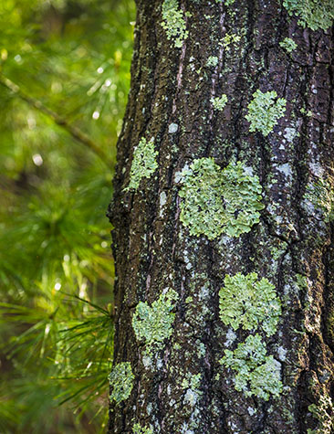 Tree lichen, Walden Pond 2013